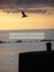 Gulls arriving to roost.jpg (59kb)